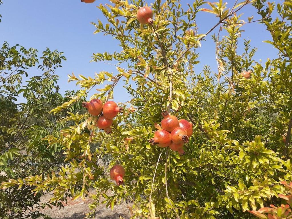 הוילה מרטינה פרנקה Trullo Genista מראה חיצוני תמונה